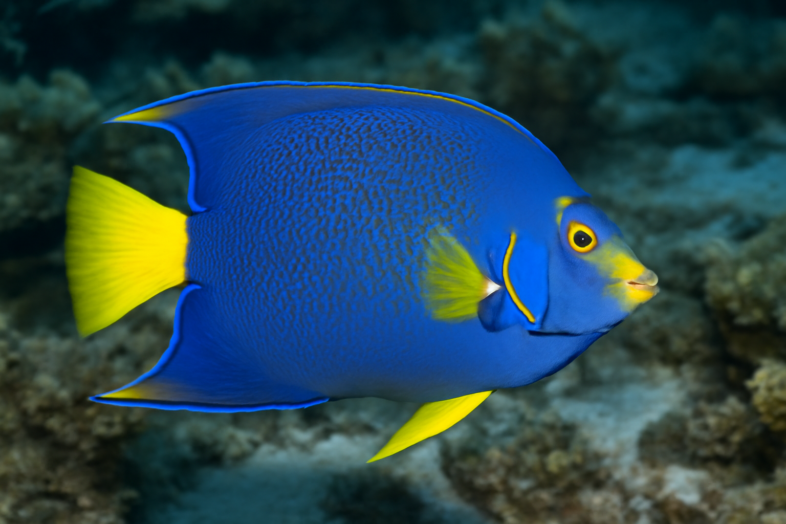 Blue angelfish