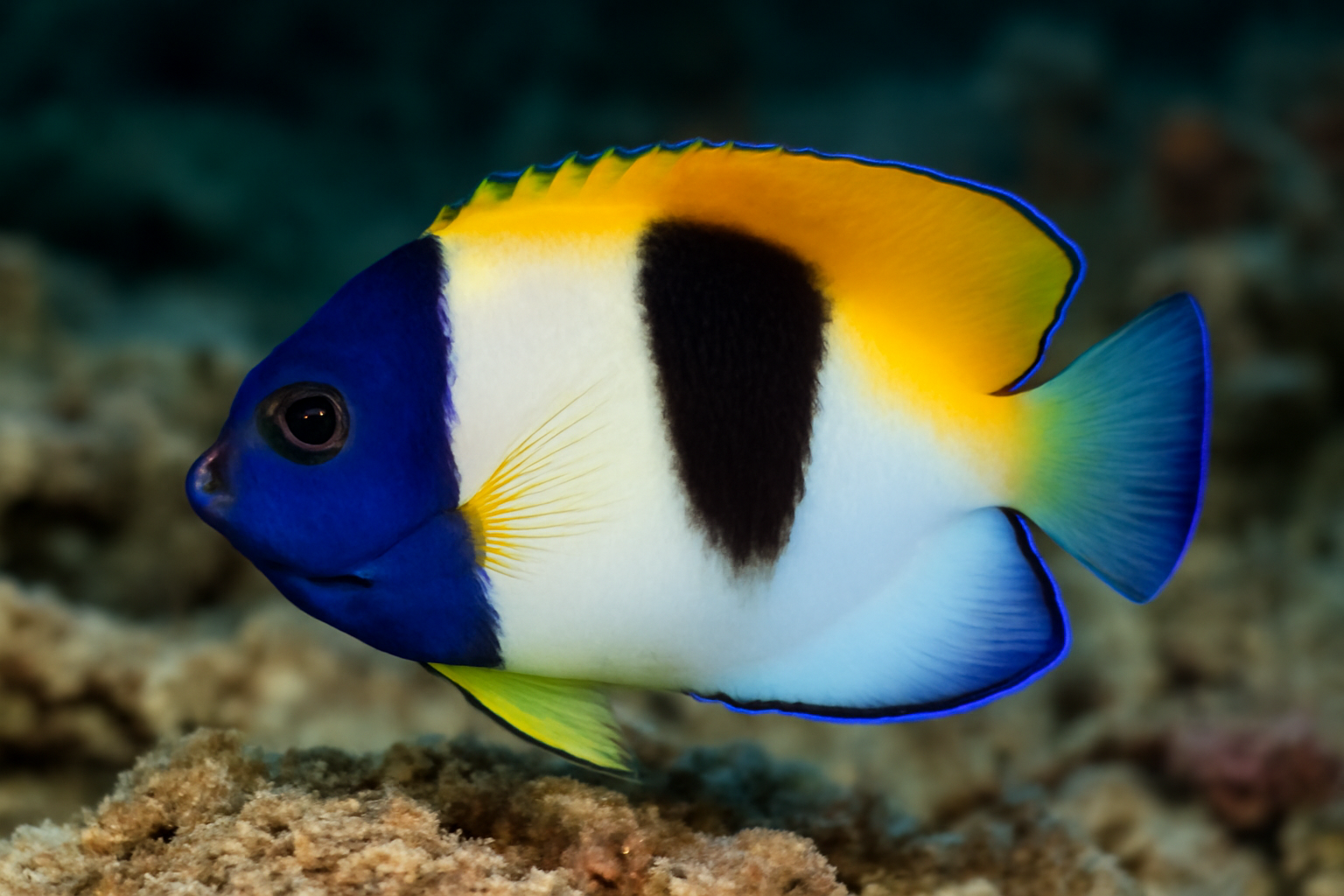 Multicolor Angelfish