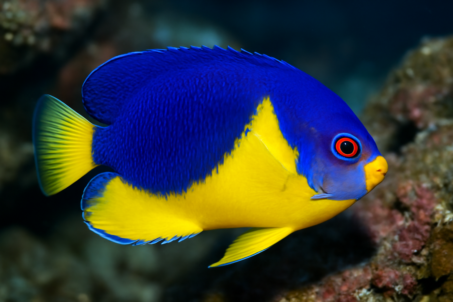 Venustus Angelfish