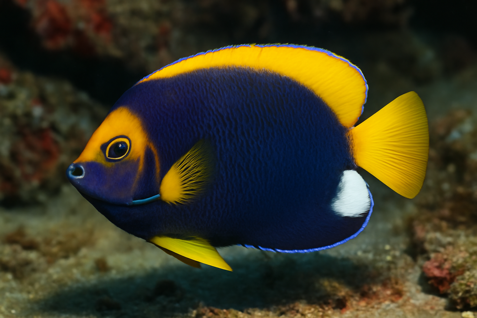 Boyle's Angelfish