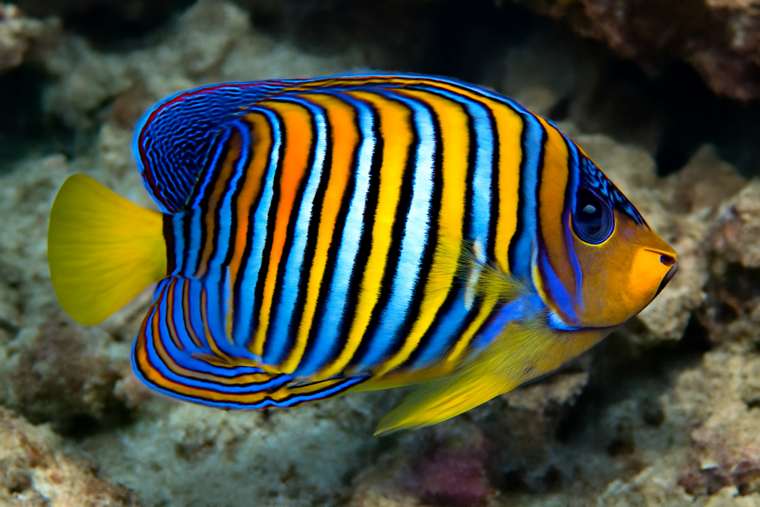 Regal Angelfish