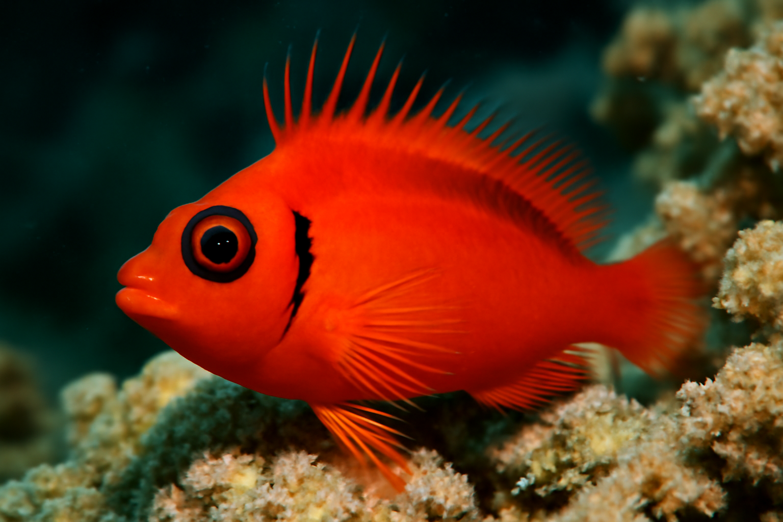 Flame Hawkfish