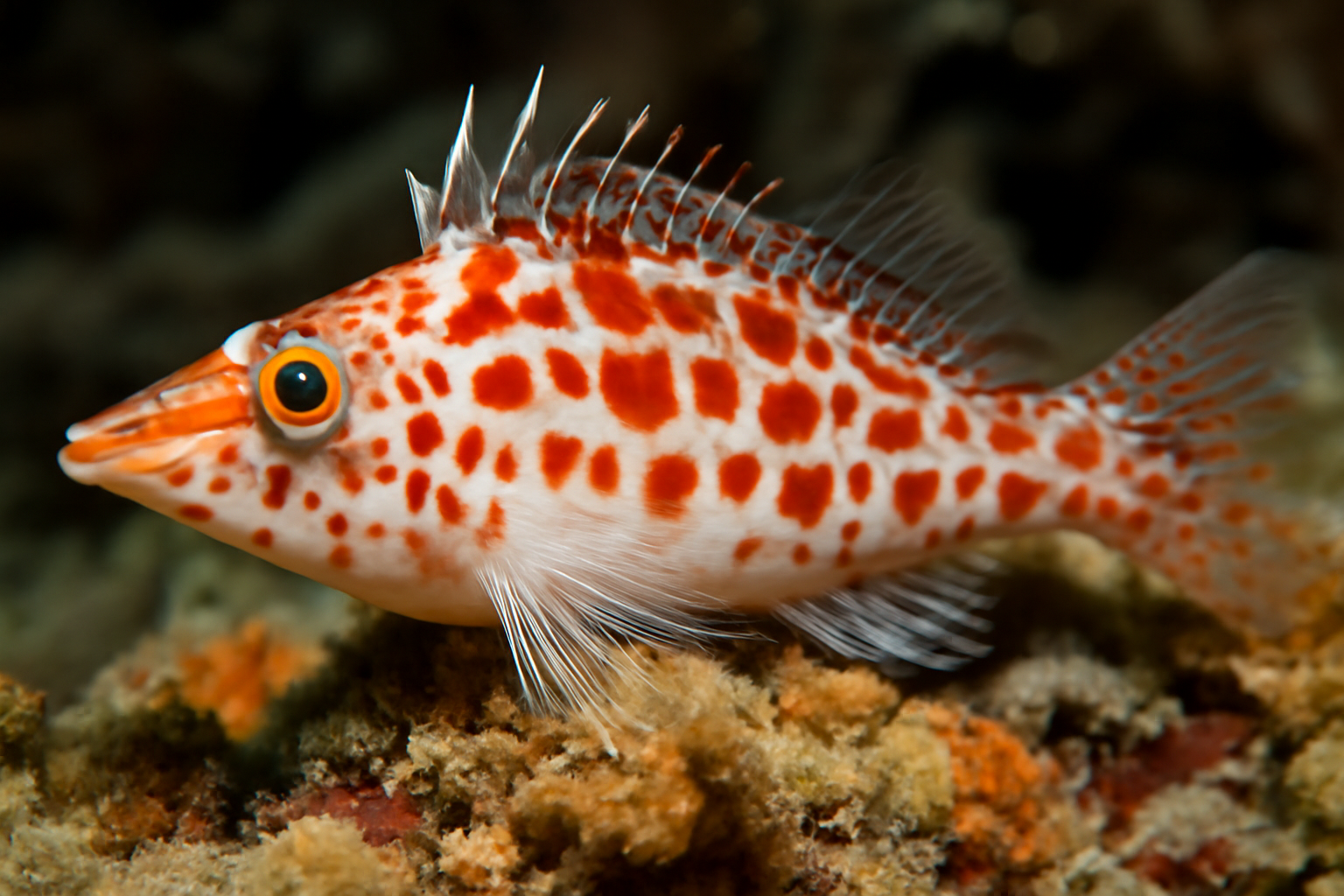 Coral Hawkfish