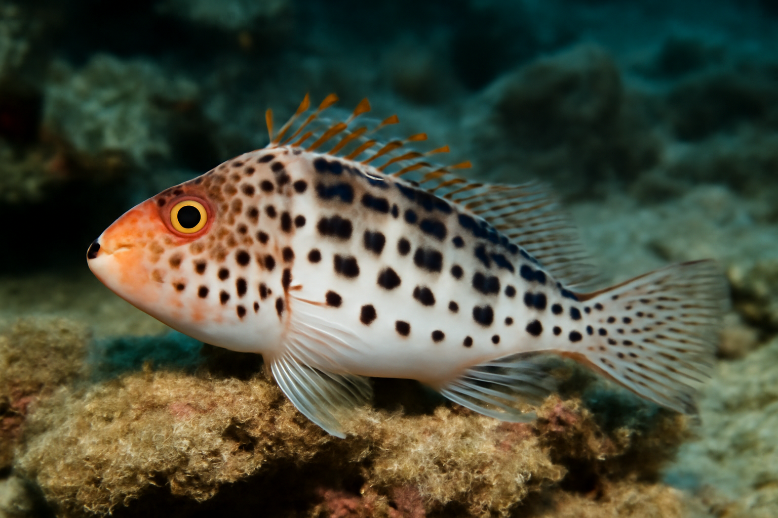 Spotted Hawkfish
