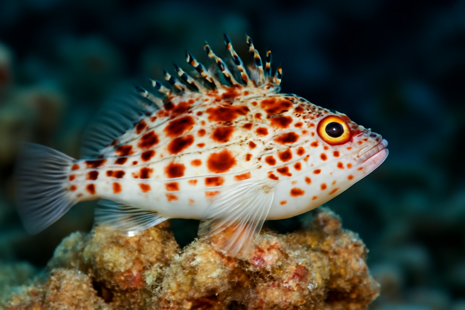 Falco's Hawkfish
