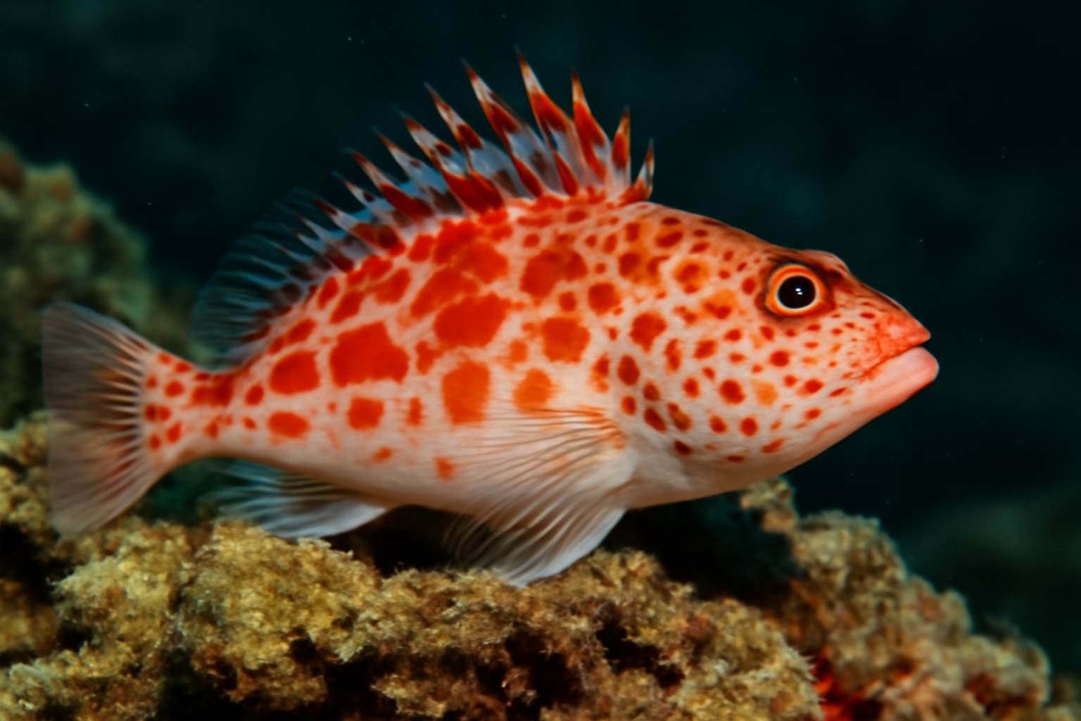 Red Hawkfish