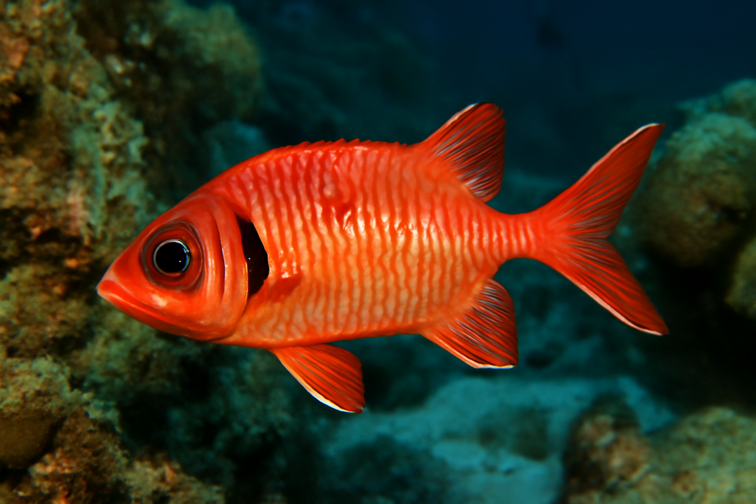 Blackbar Soldierfish