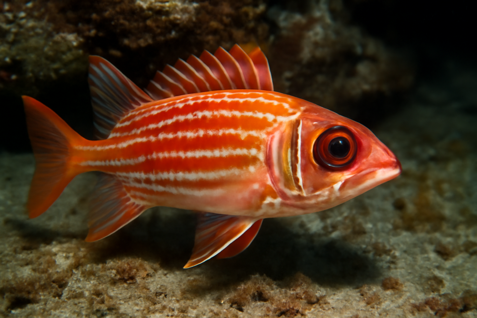 Squirrelfish