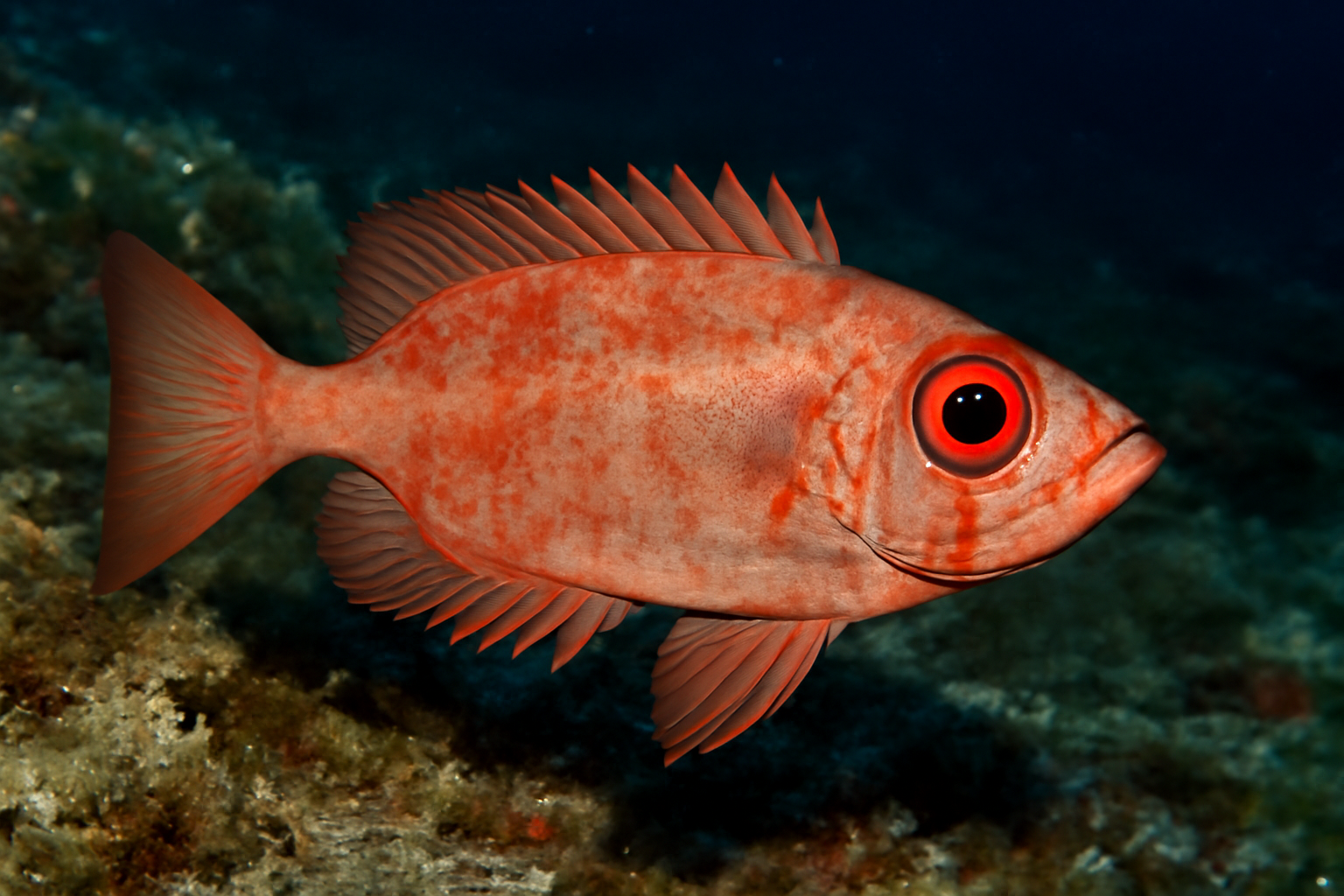 Cooke's Bigeye