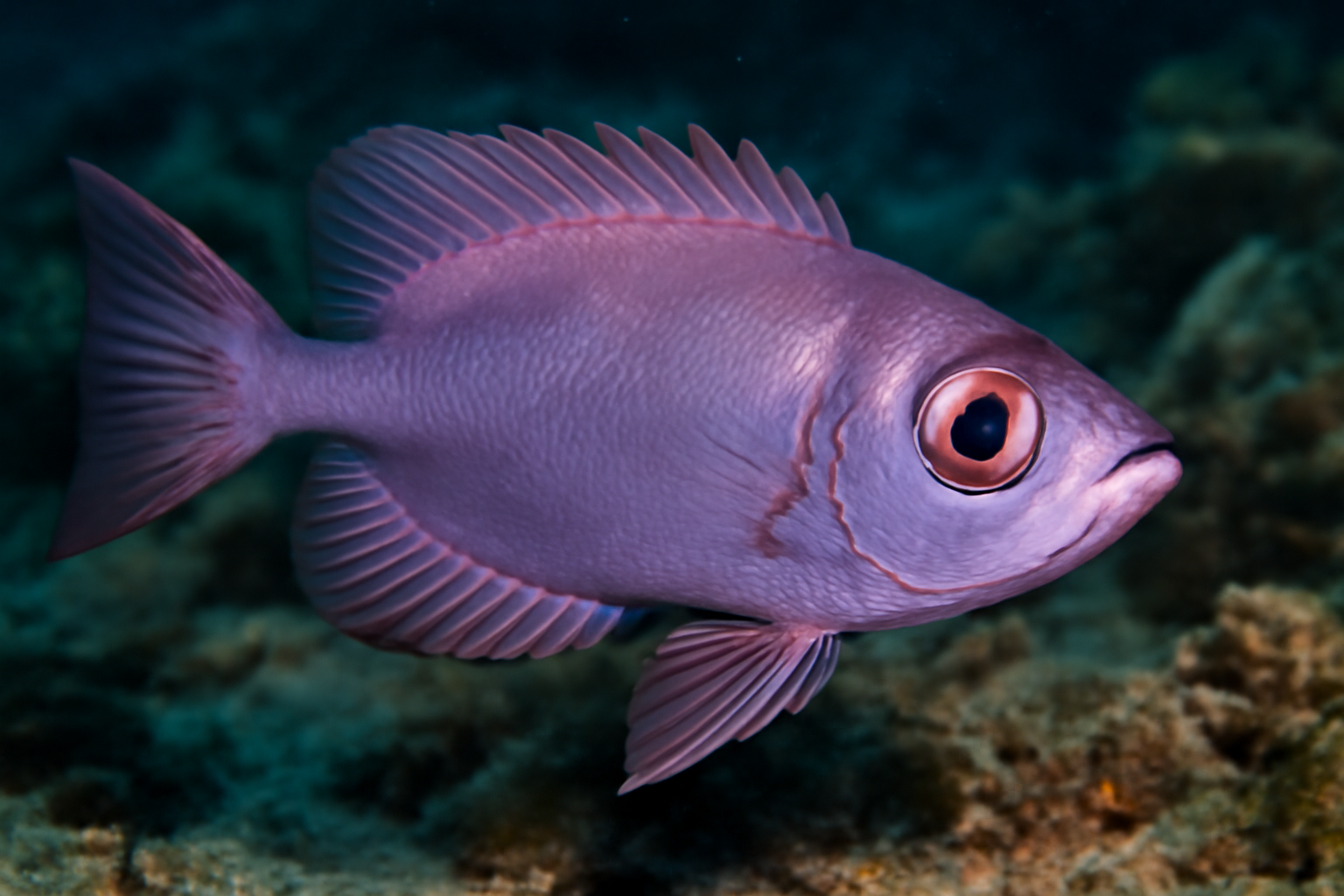 Purple Bigeye