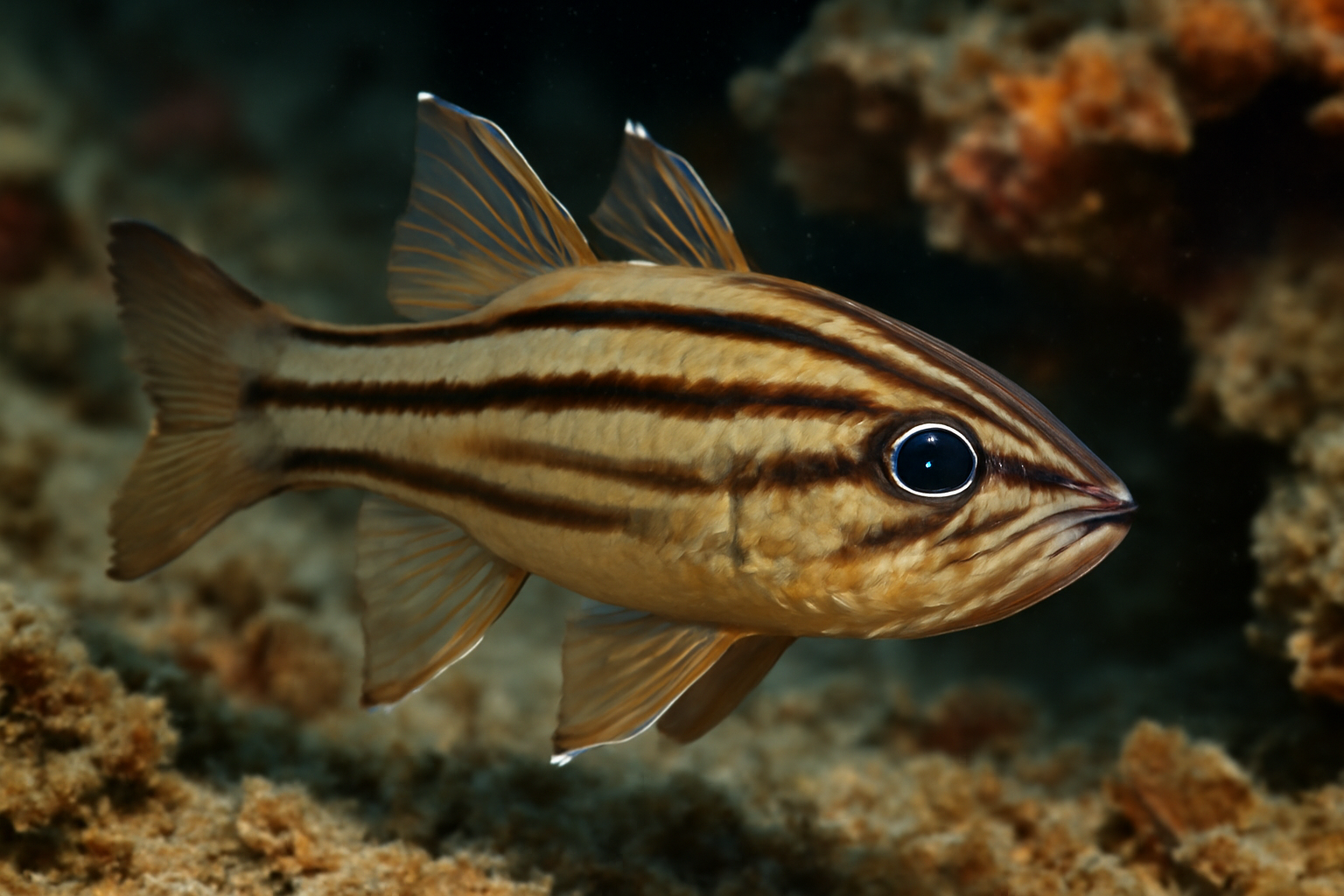 Striped Cardinalfish