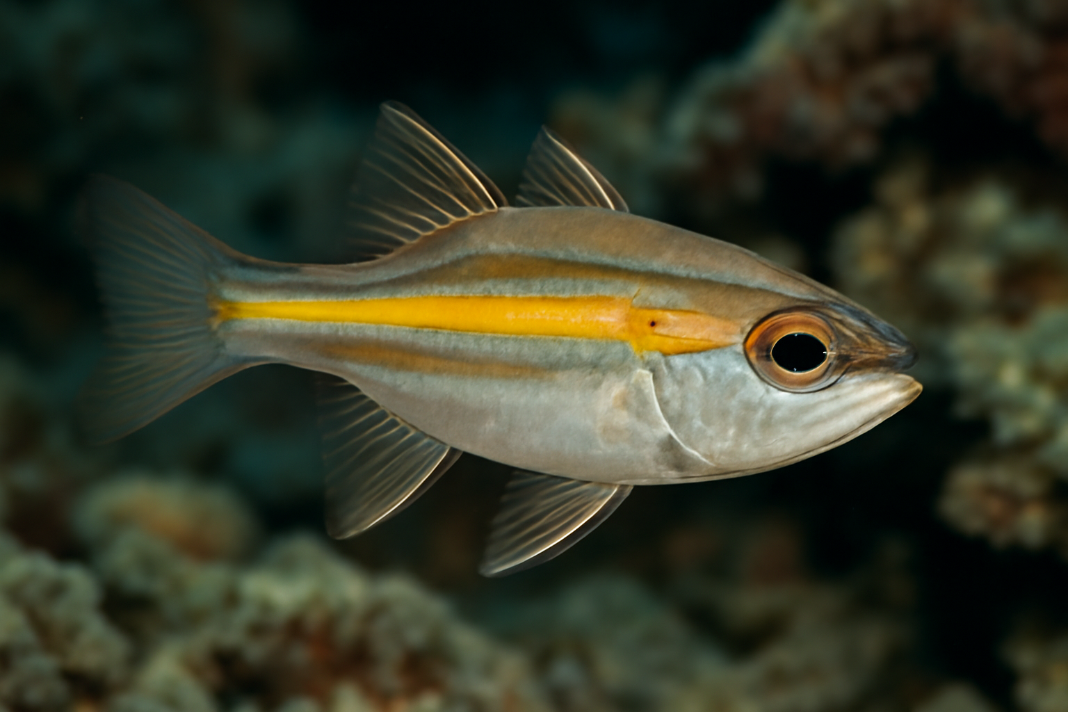 Yellowstriped Cardinalfish