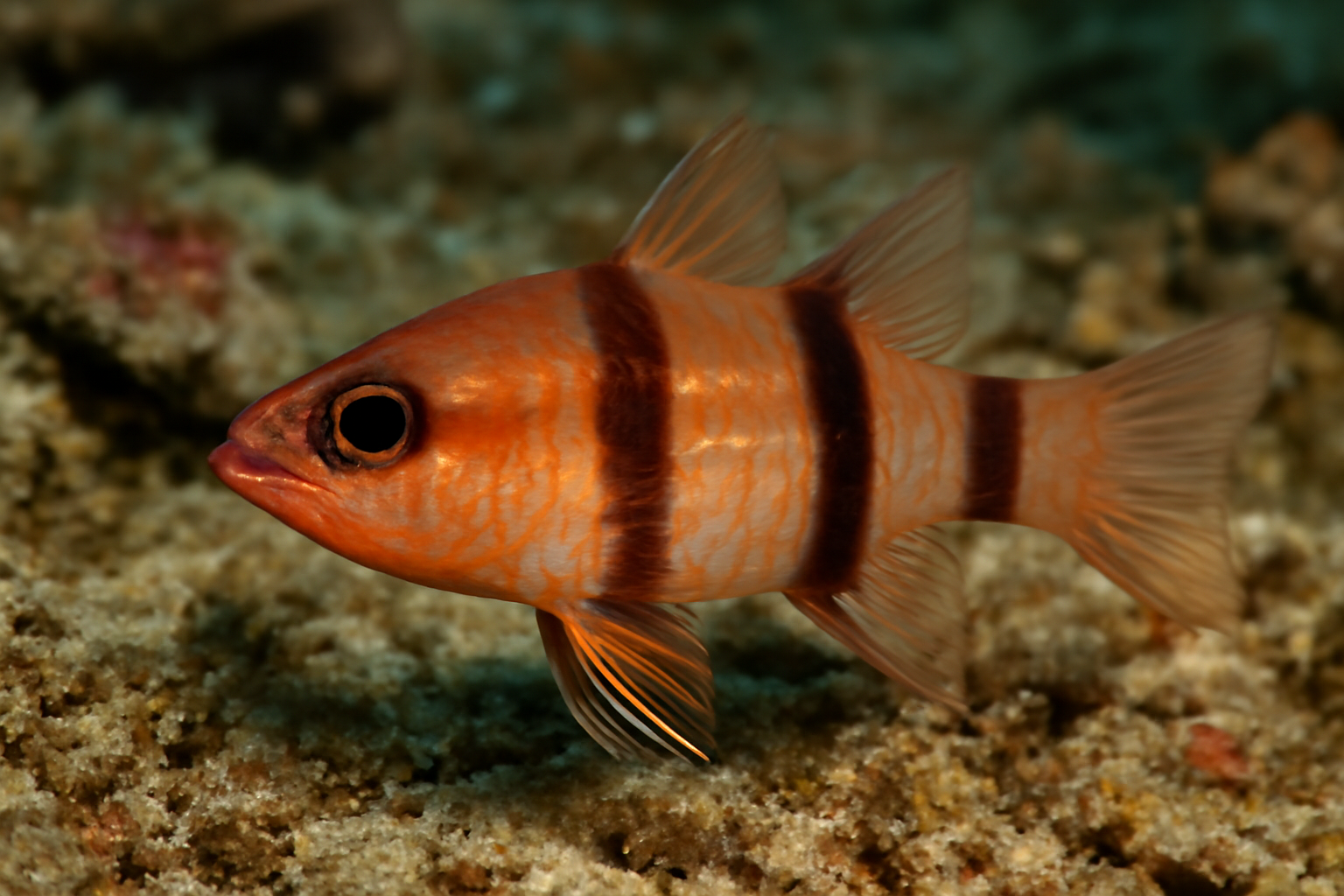 Broadband Cardinalfish