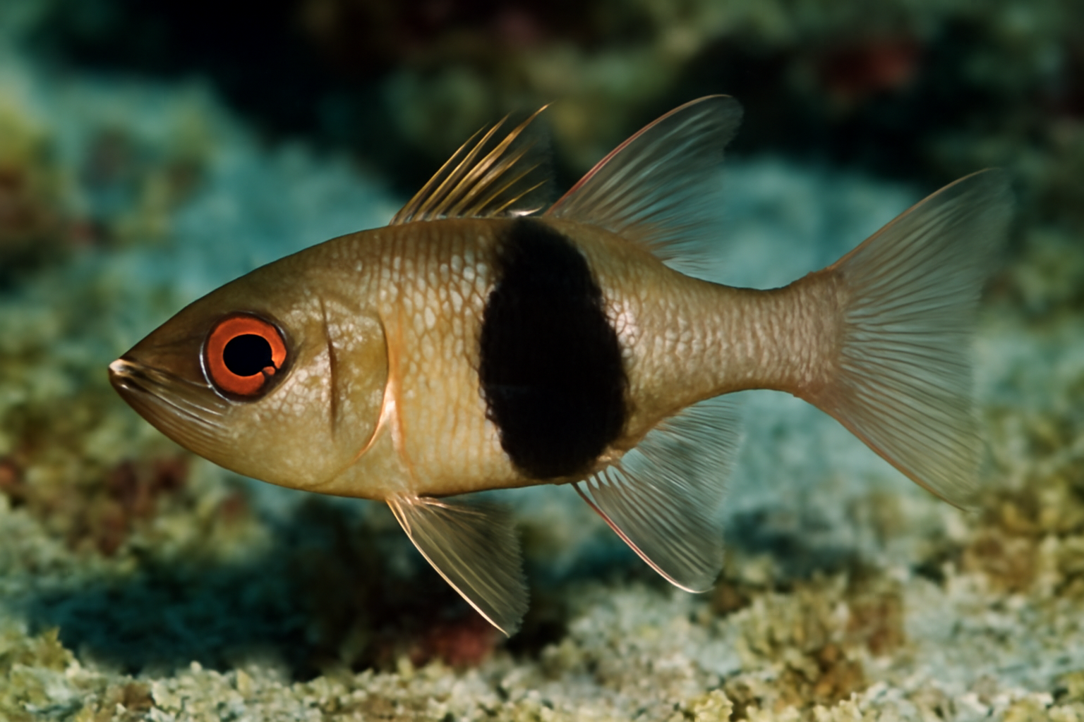 Saddleback Cardinalfish