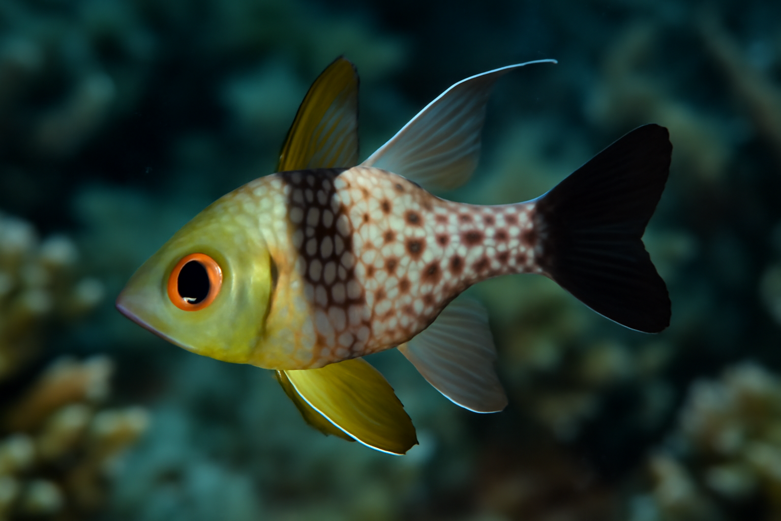 Pajama Cardinalfish
