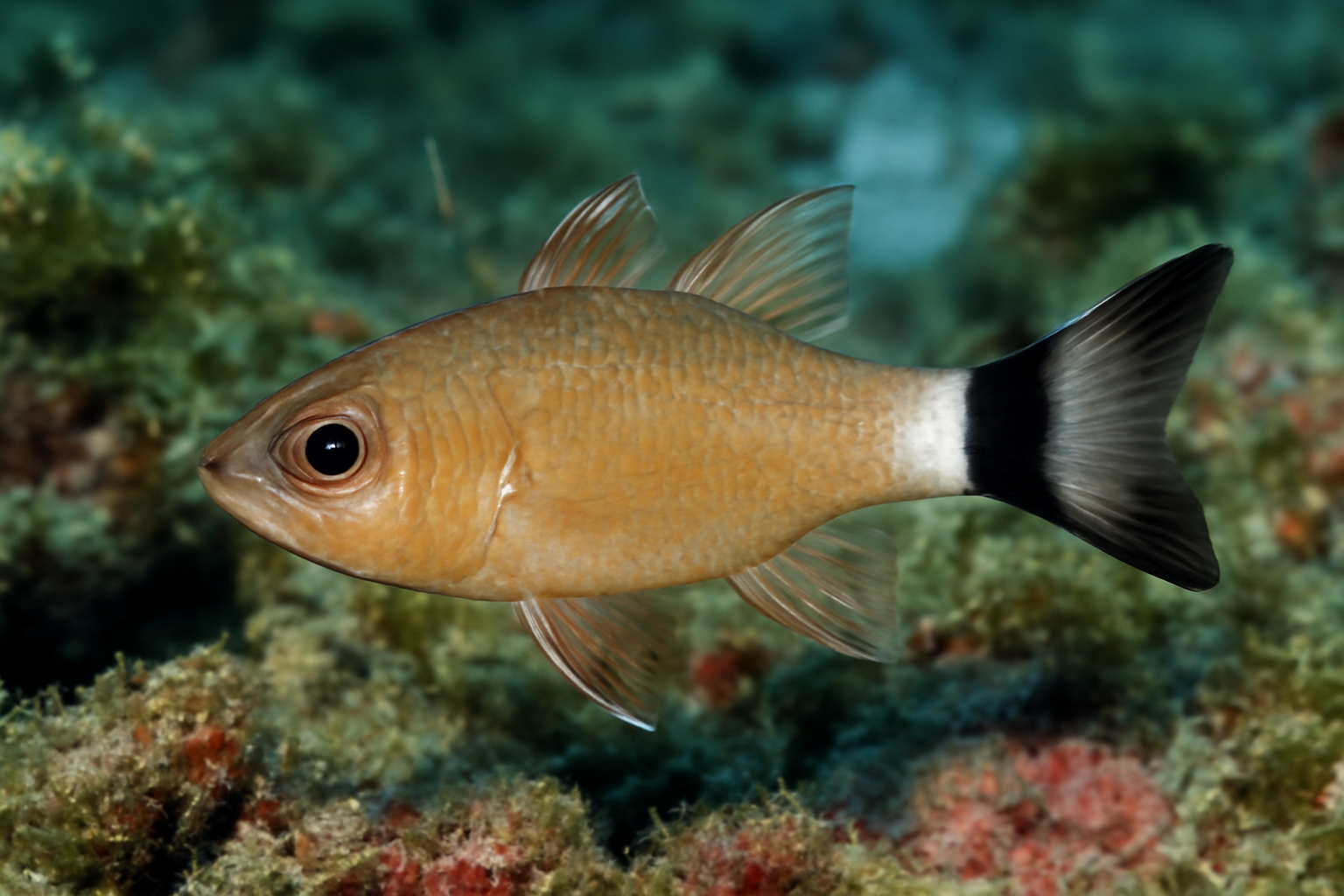 Ringtailed Cardinalfish