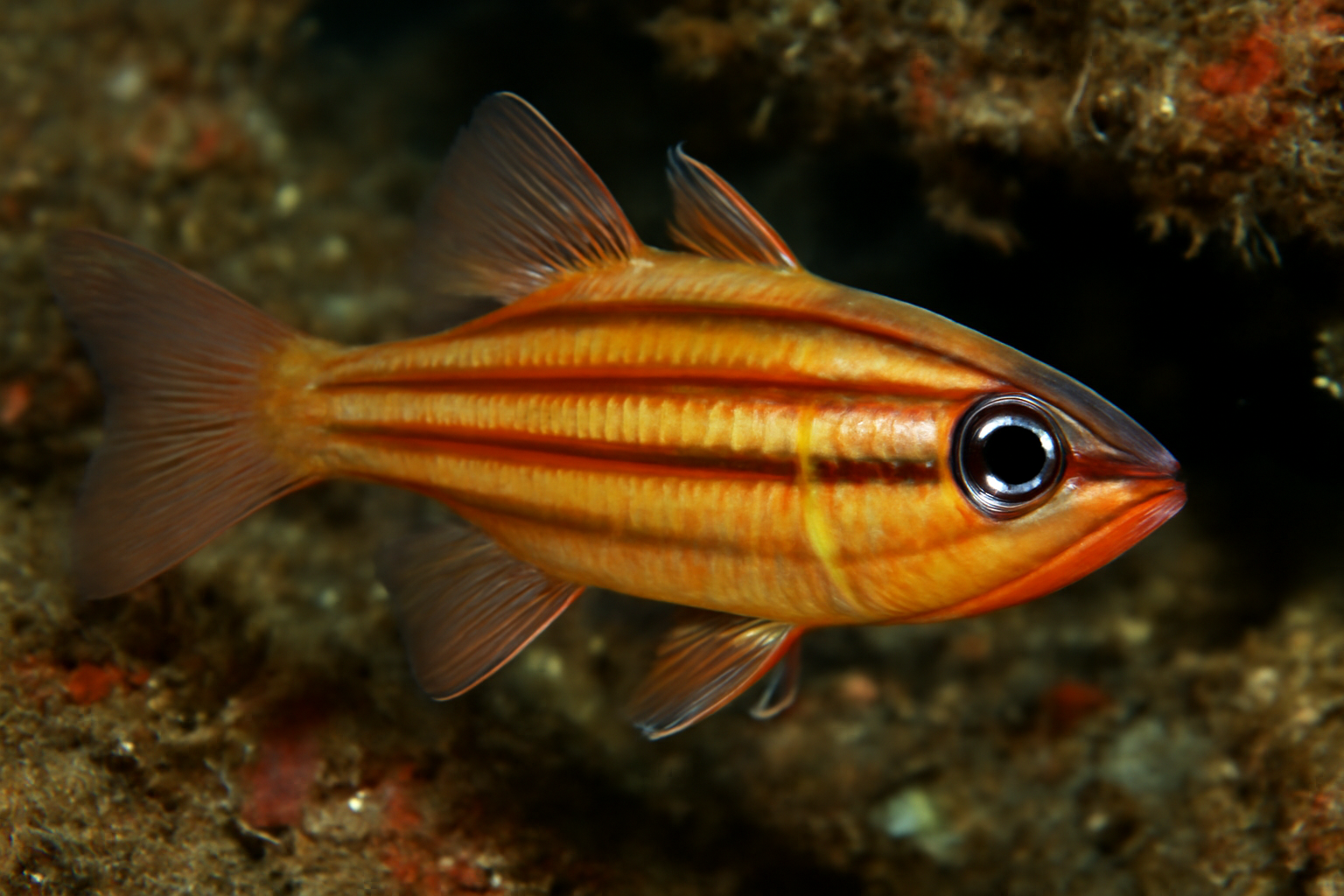 Ochrestriped Cardinalfish