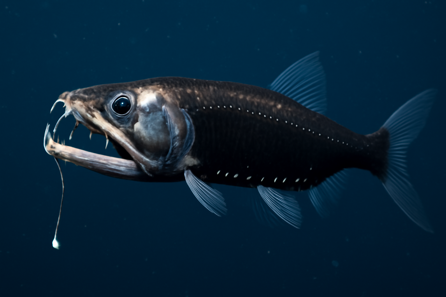 Distolateralis Dragonfish