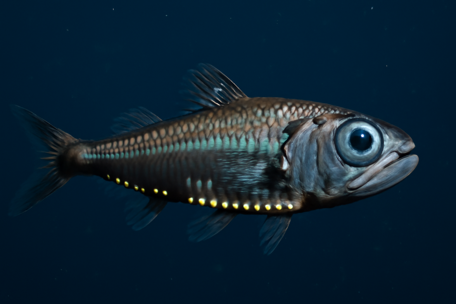 Percy's lanternfish