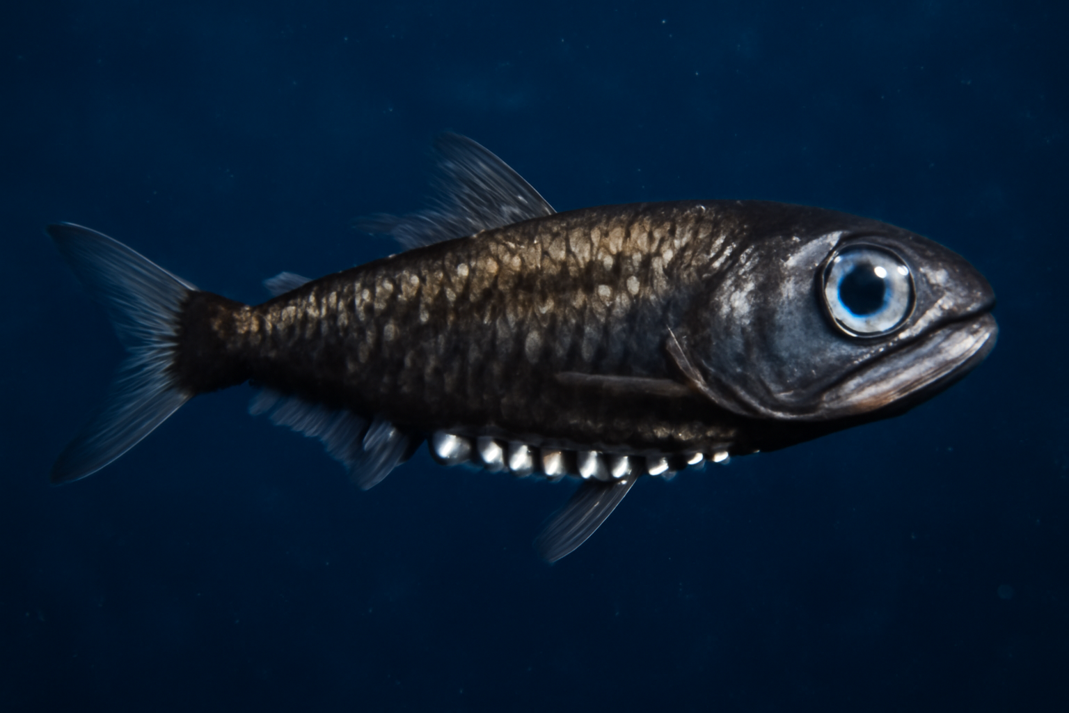 Fringe-scale lantern fish