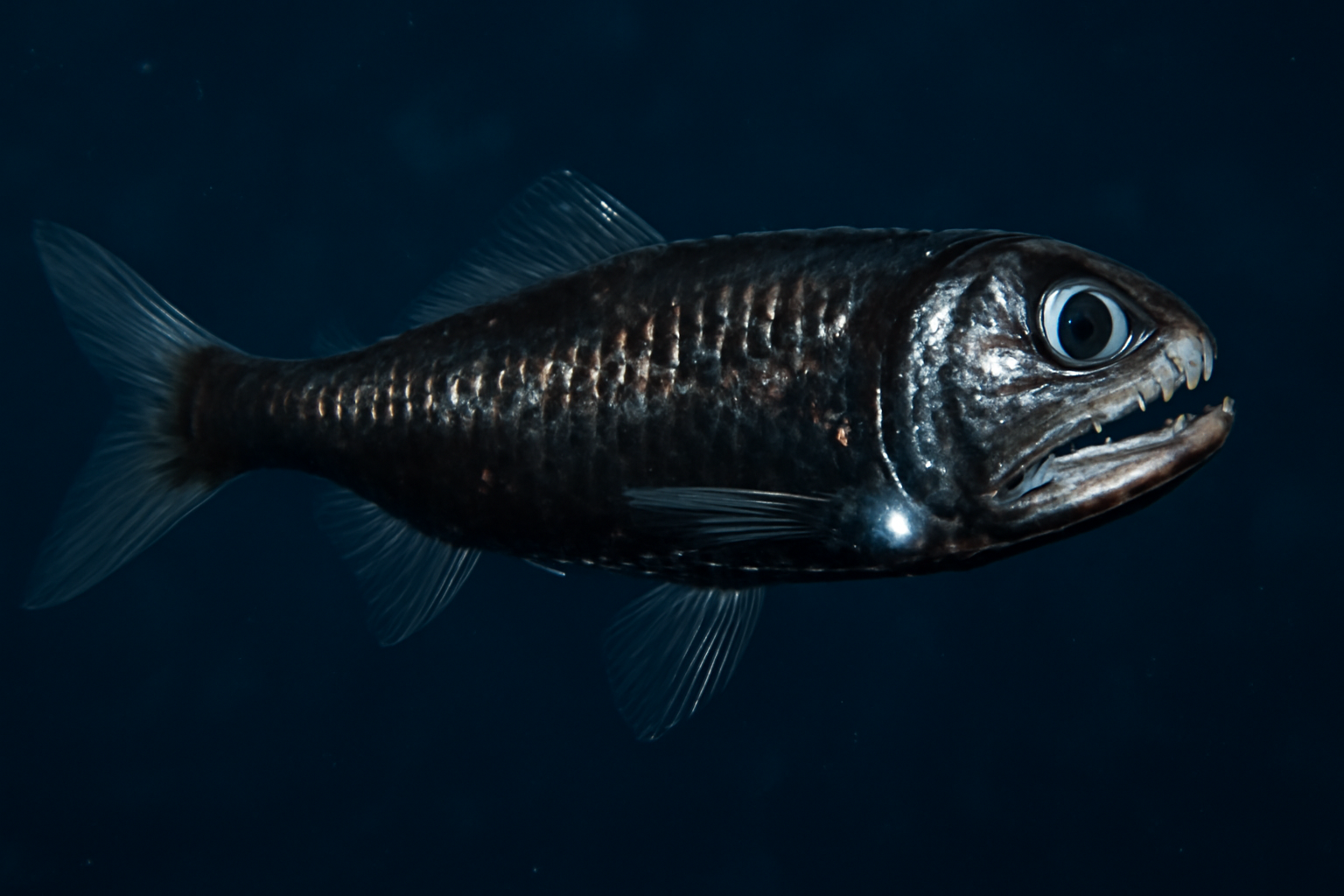 Bristle-mouth lantern fish