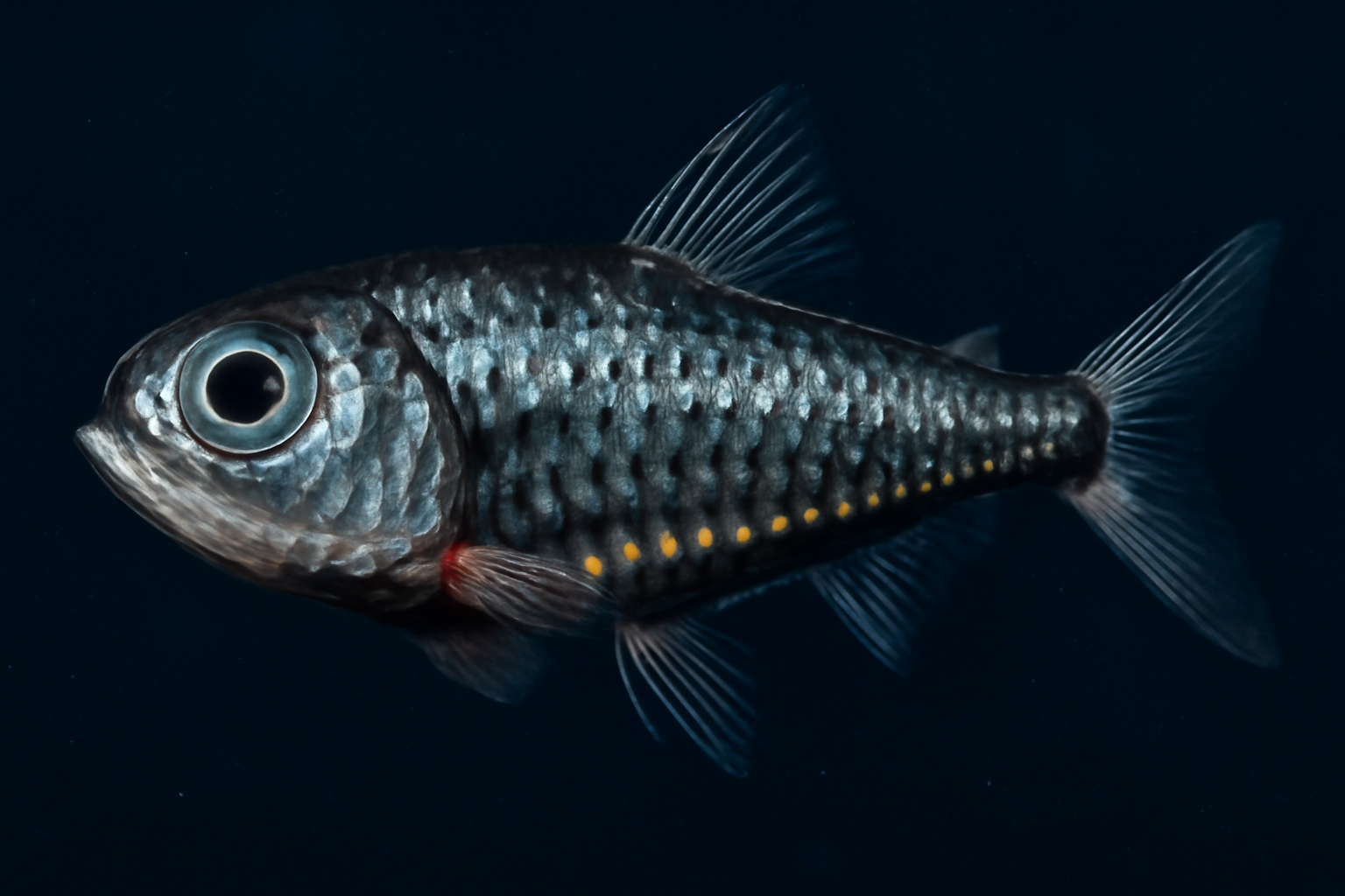 Barnes' lantern fish