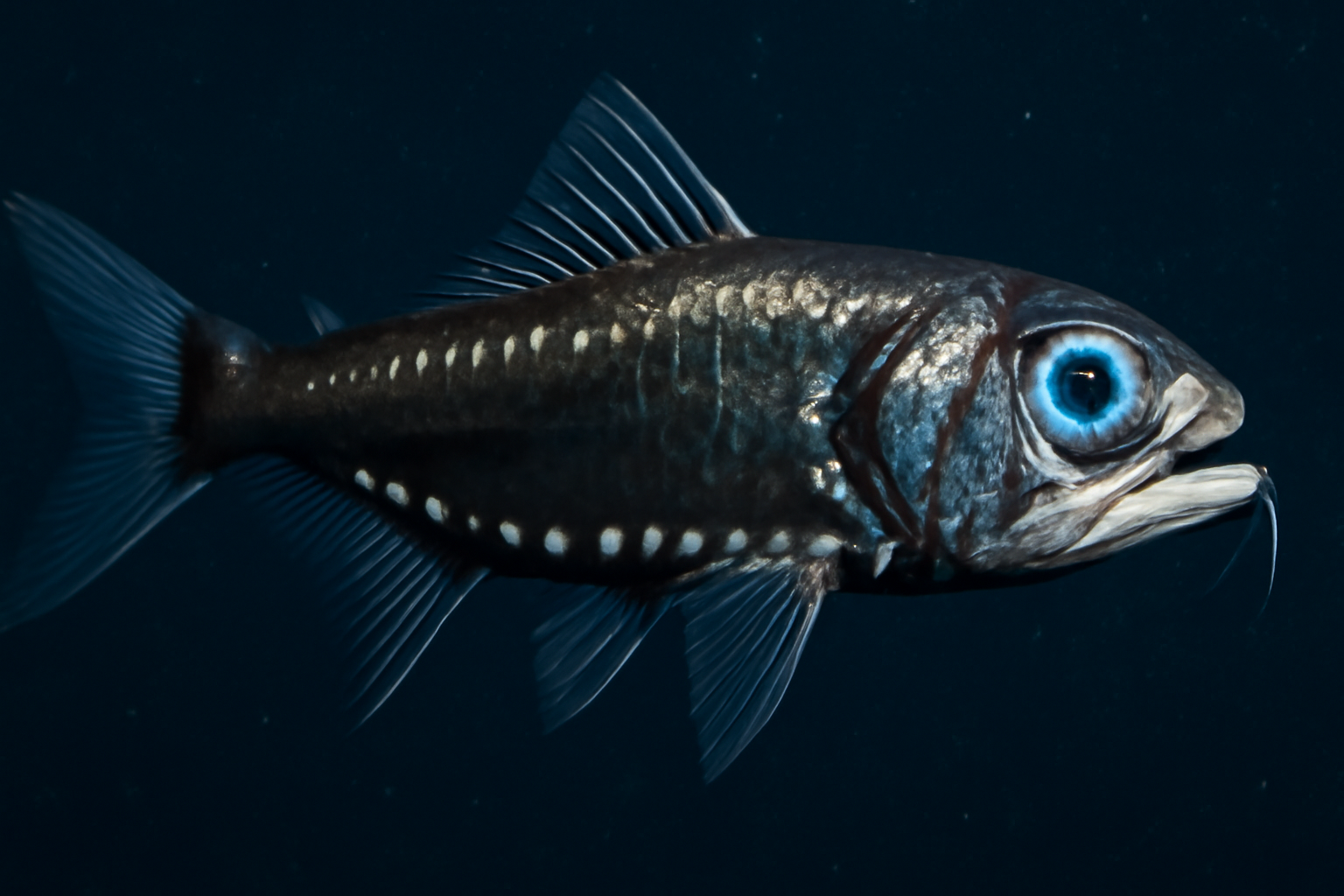 Highseas Lanternfish