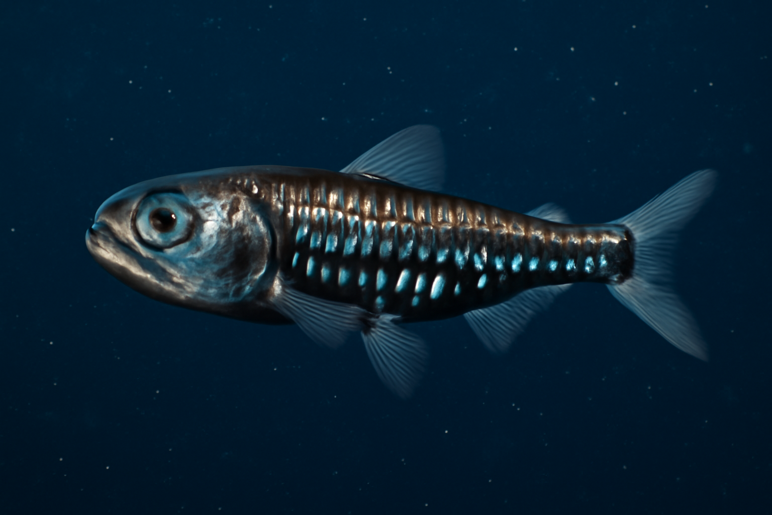 Lanternfish
