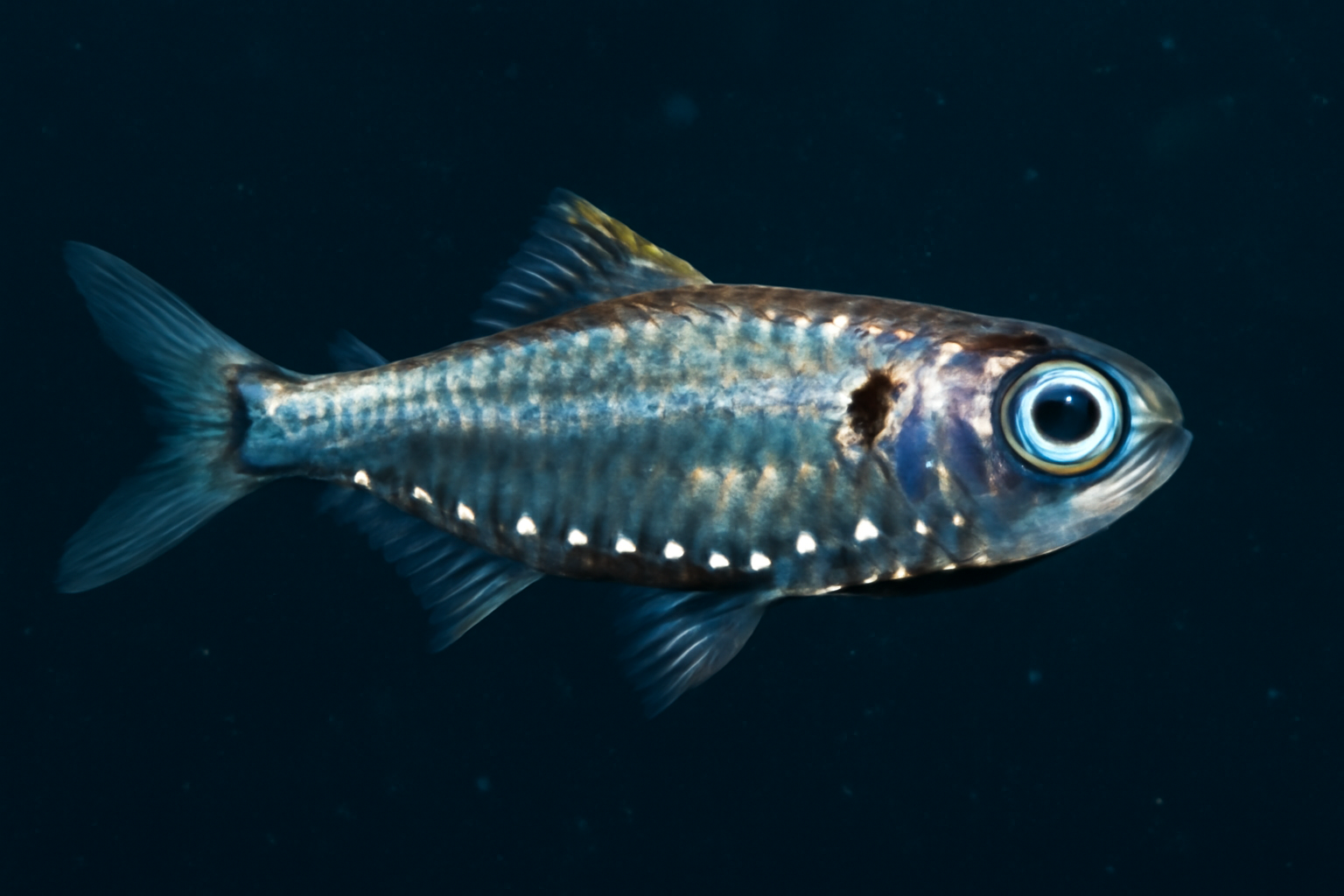 Spotfin Lanternfish