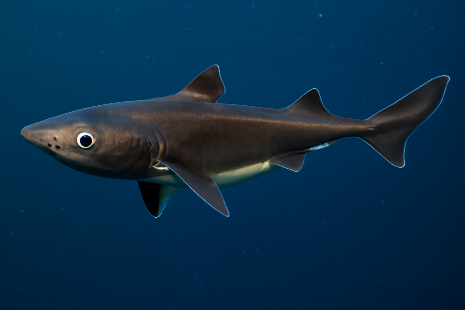Velvet Belly Lanternshark