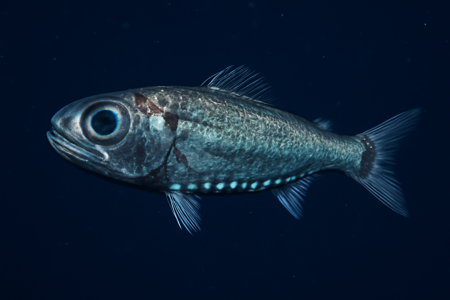 Antarctic Lanternfish