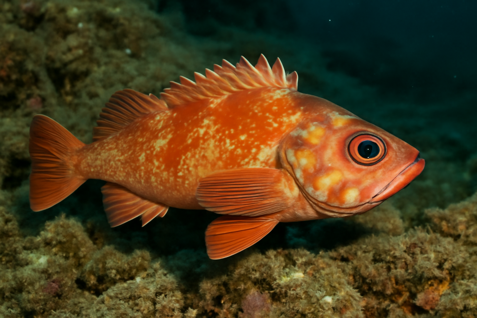 Candil Rockfish