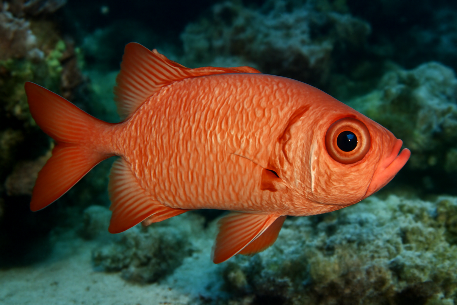 Bigeye Soldierfish