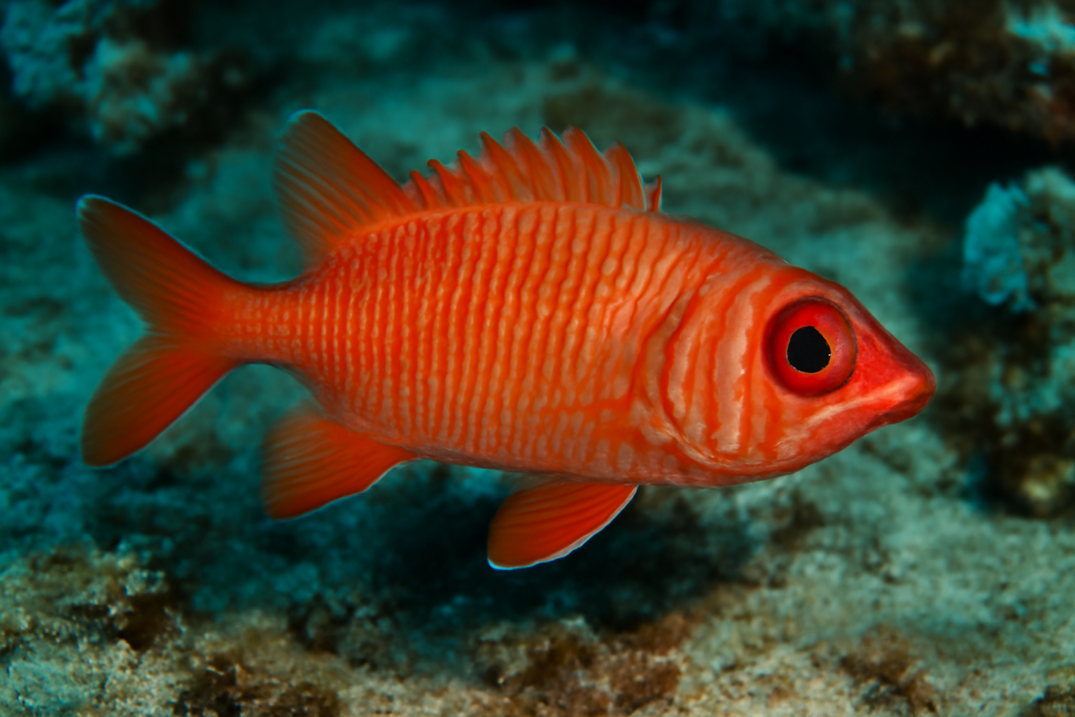 Cardinal Soldierfish