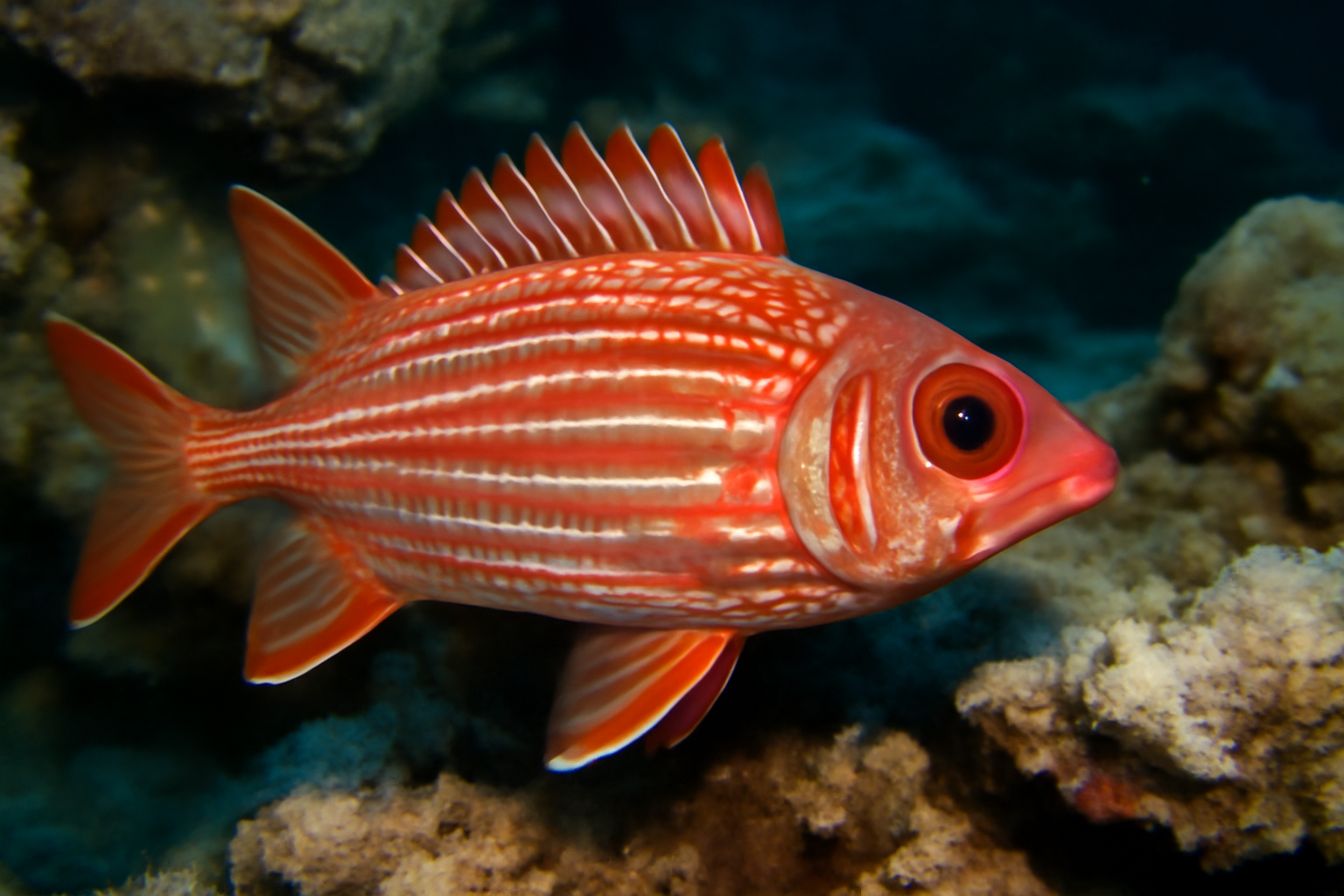 Hawaiian Soldierfish