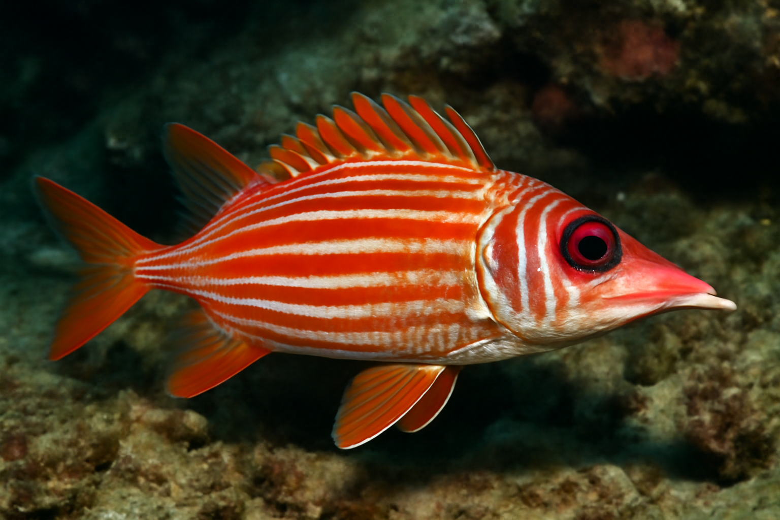 Longjaw squirrelfish