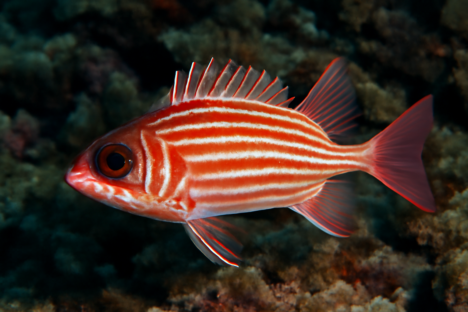 Hawaiian squirrelfish