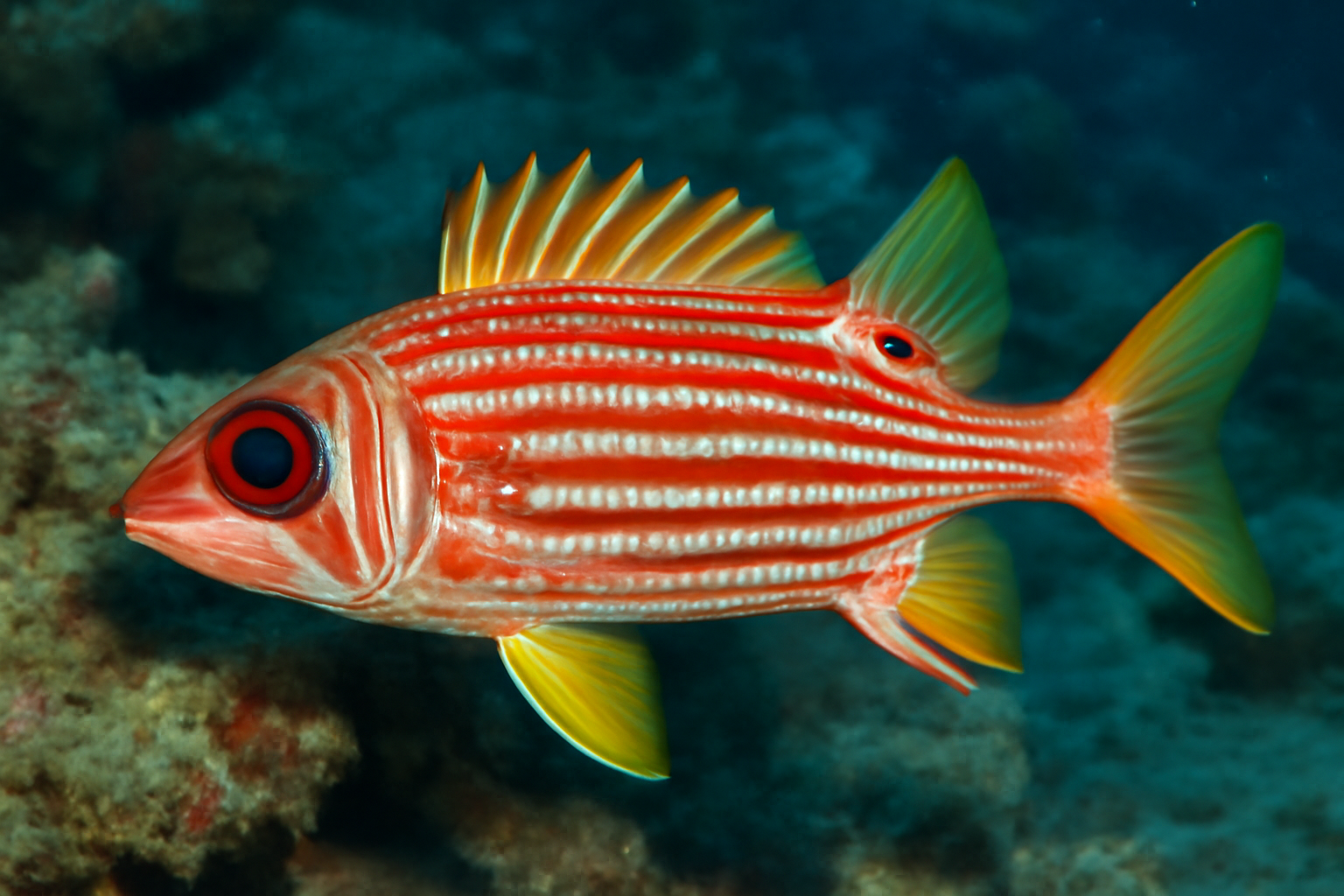 Spotfin squirrelfish