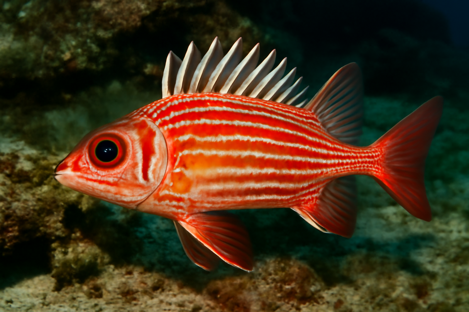 Longspine Squirrelfish