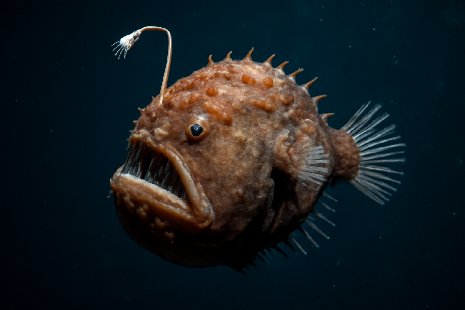 Triplewart Seadevil