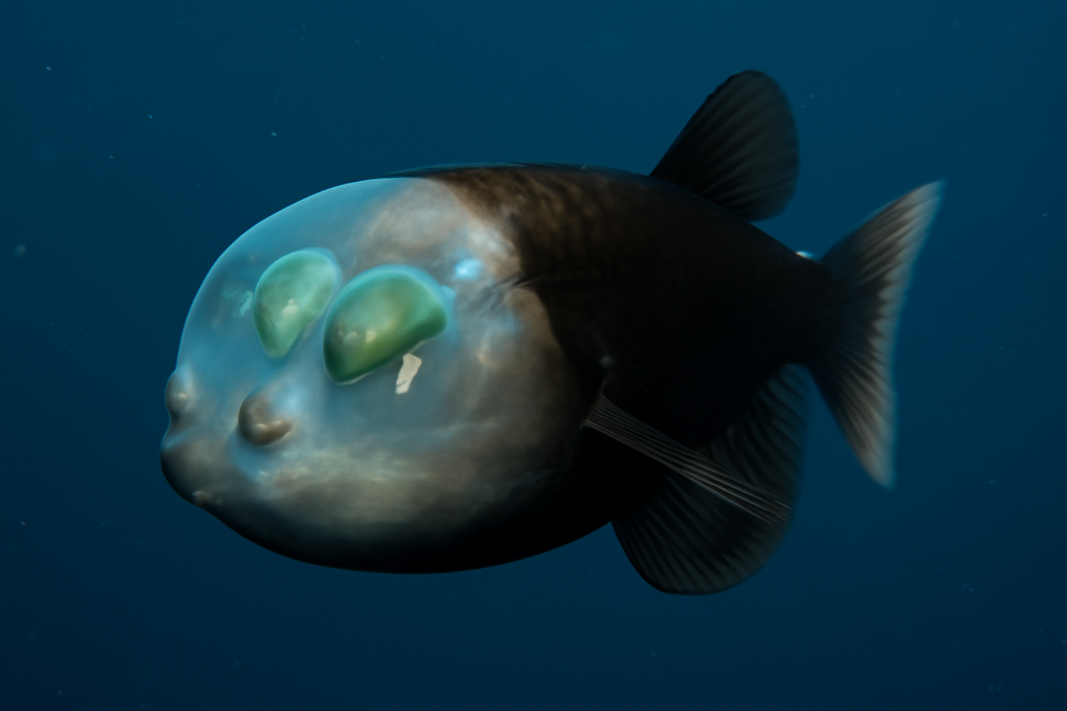 Barreleye