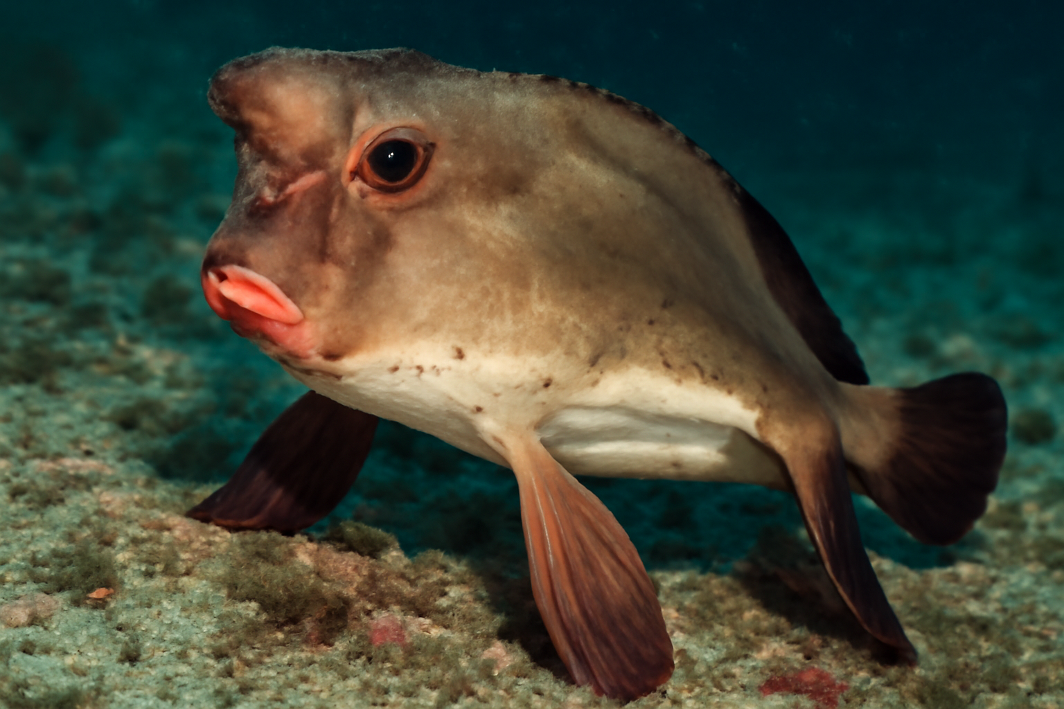 Pacific Batfish