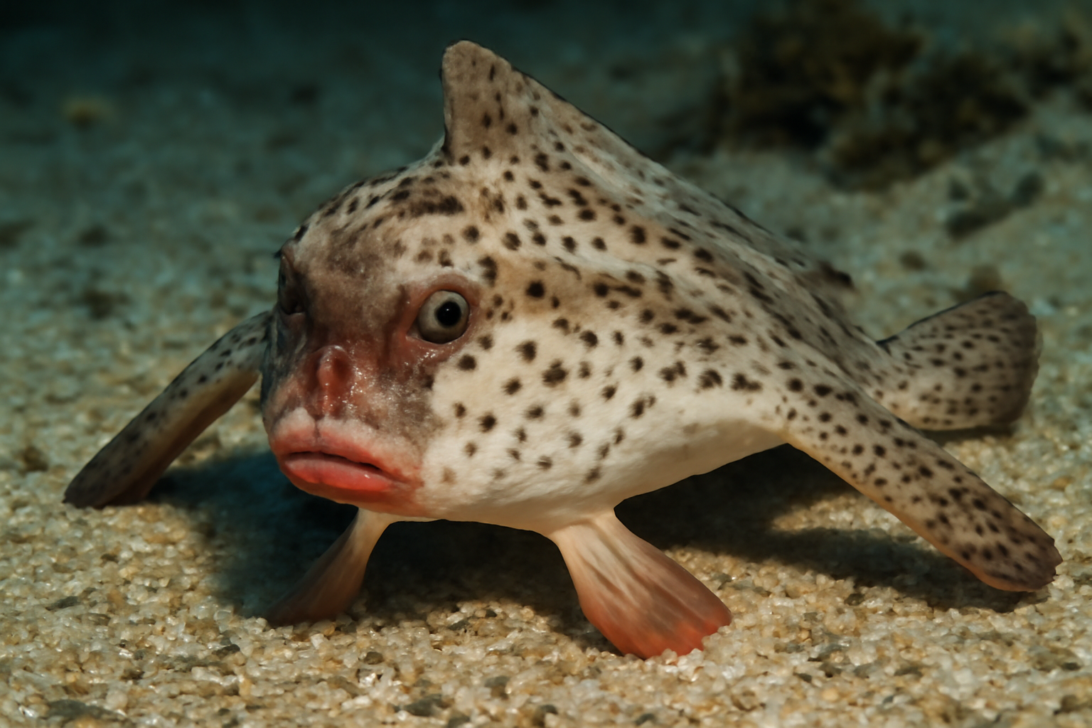 Spotted Batfish