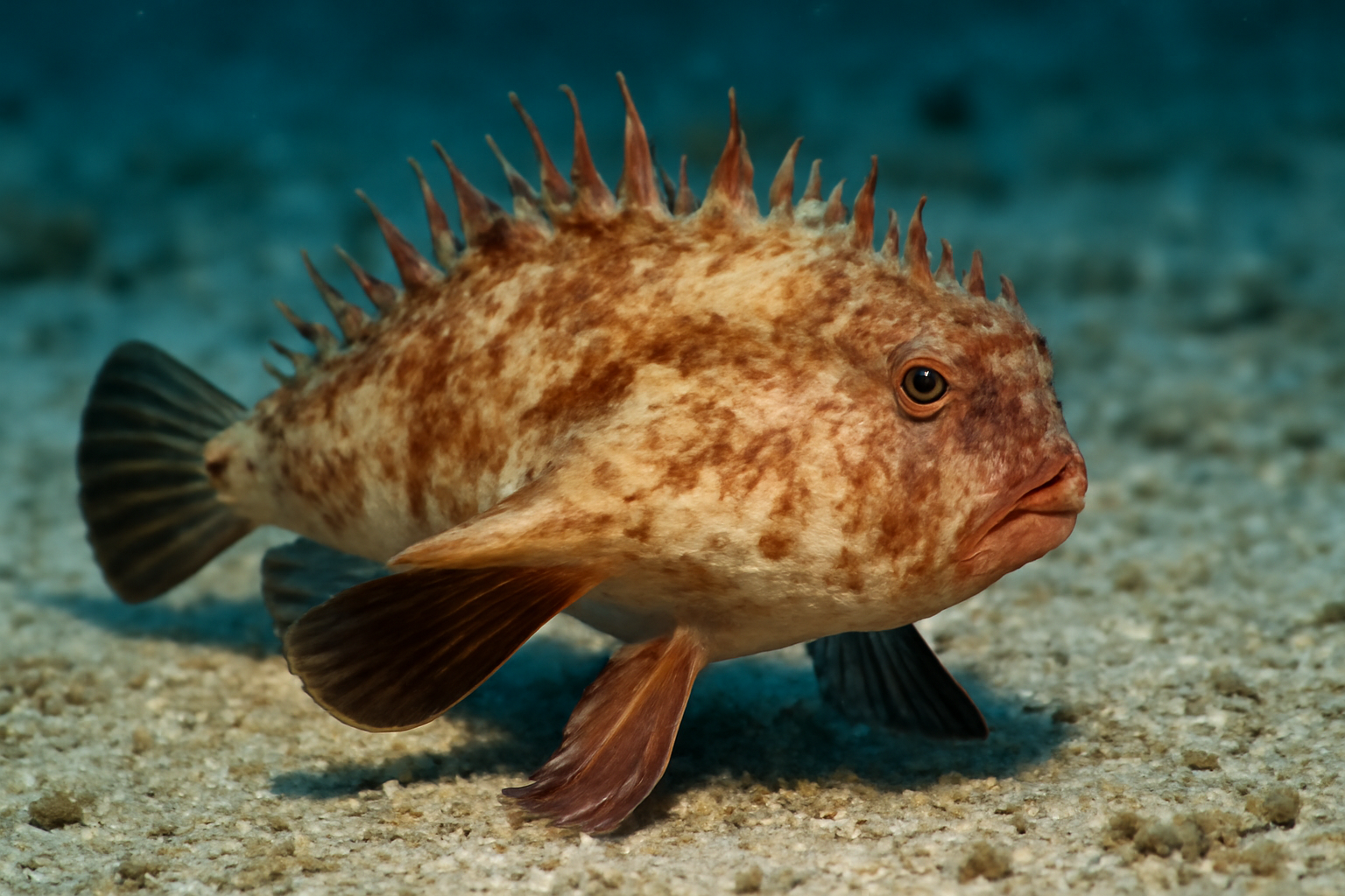 Spiny Batfish