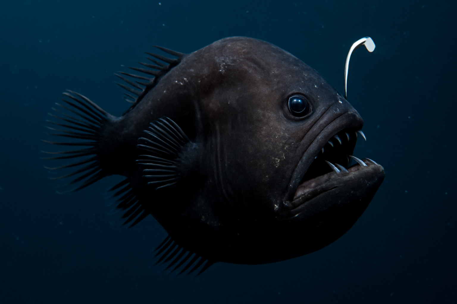 Black Seadevil