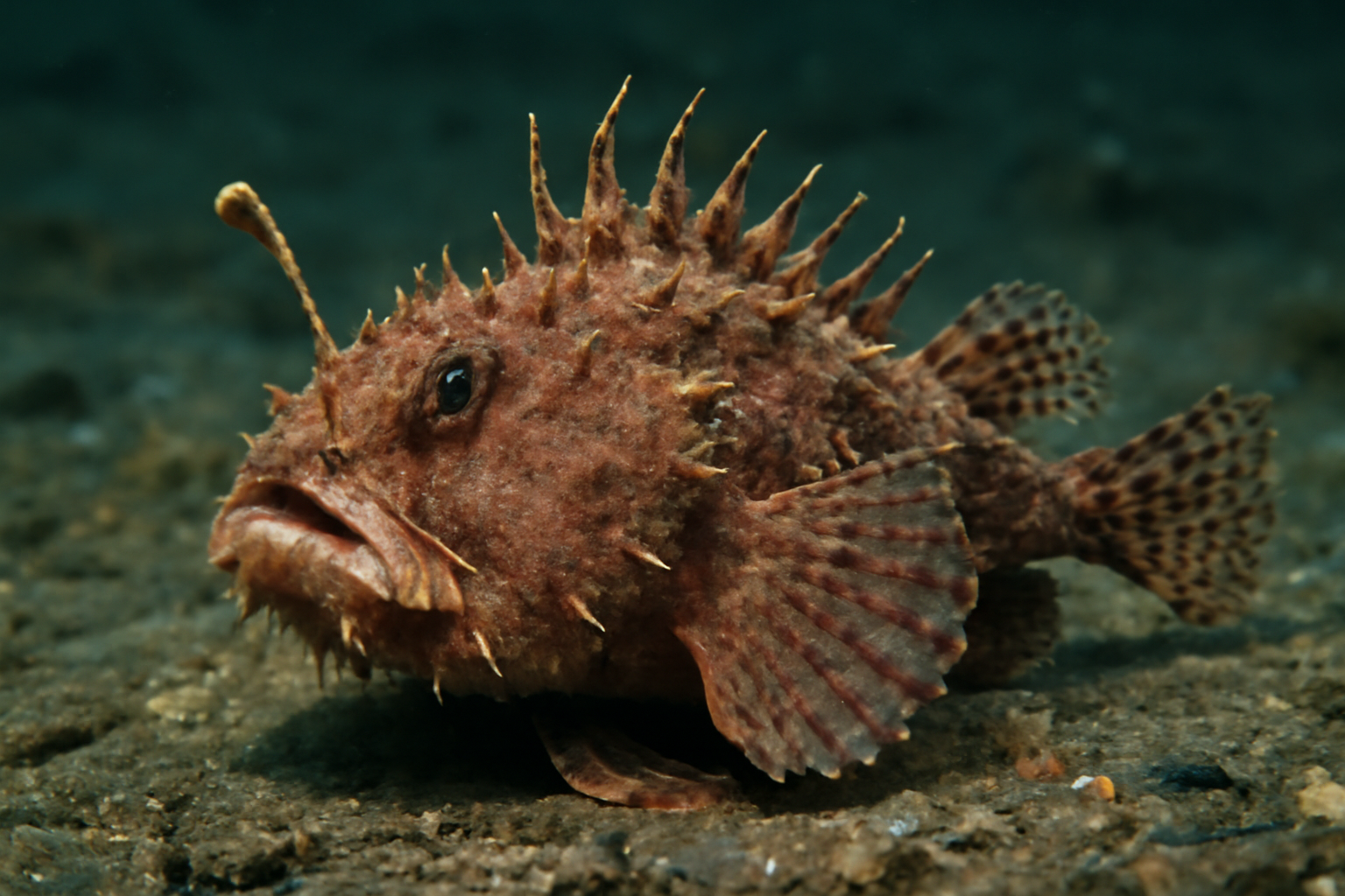 Pacific Spiny Lophiiform