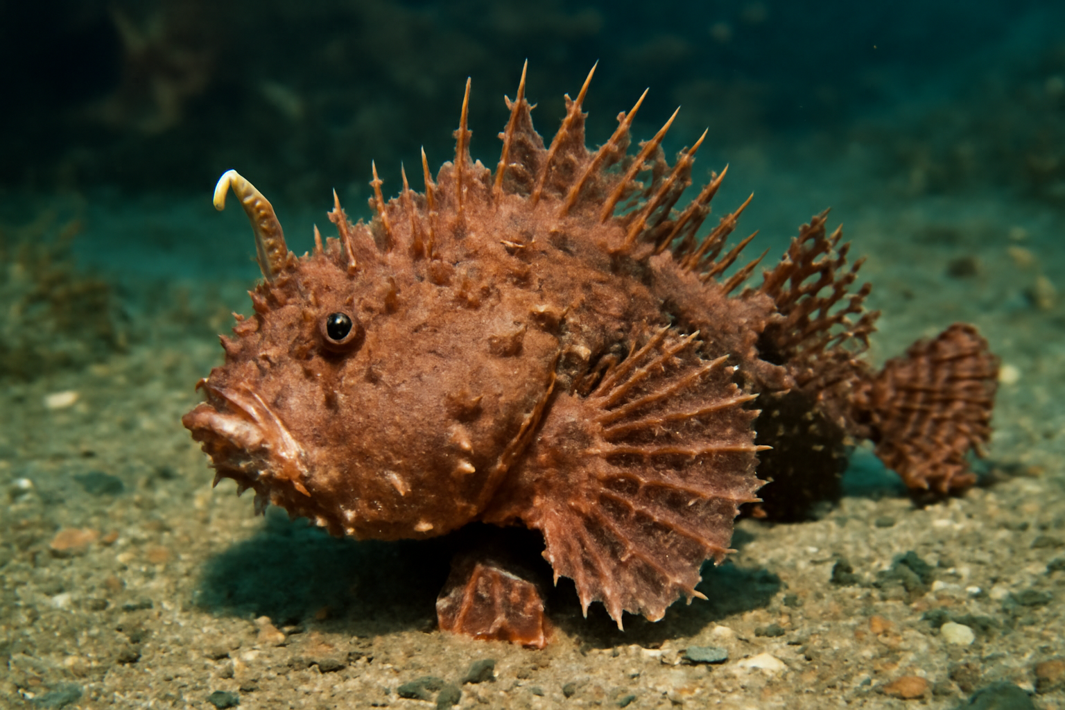 Atlantic Spiny Lophiiform