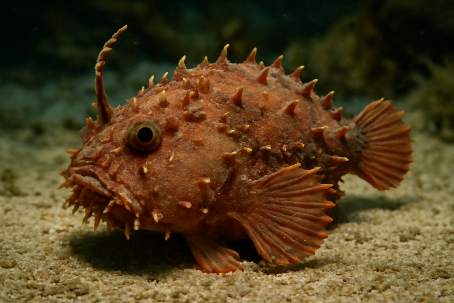 Southern Spiny Lophiiform