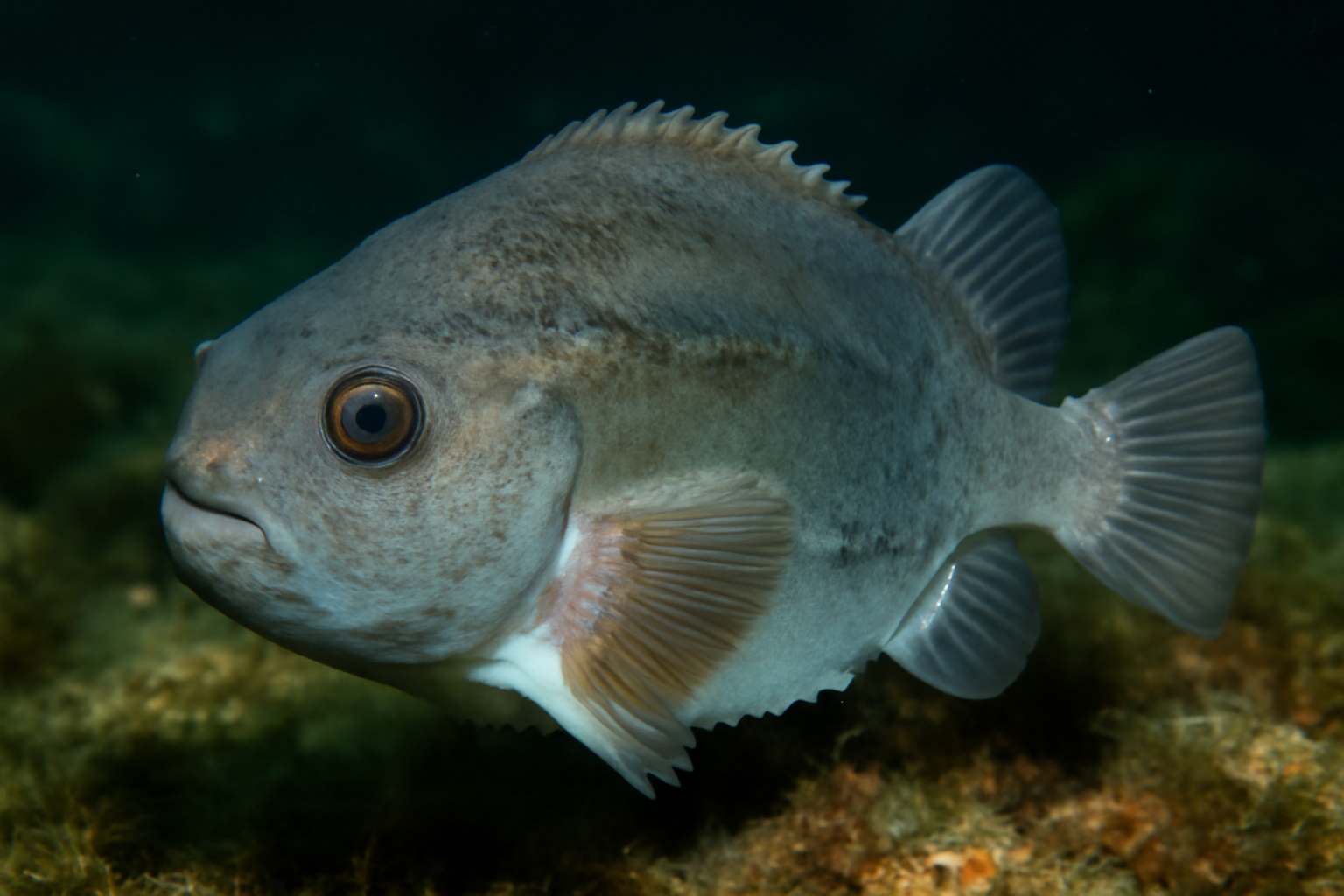 Smooth lumpfish