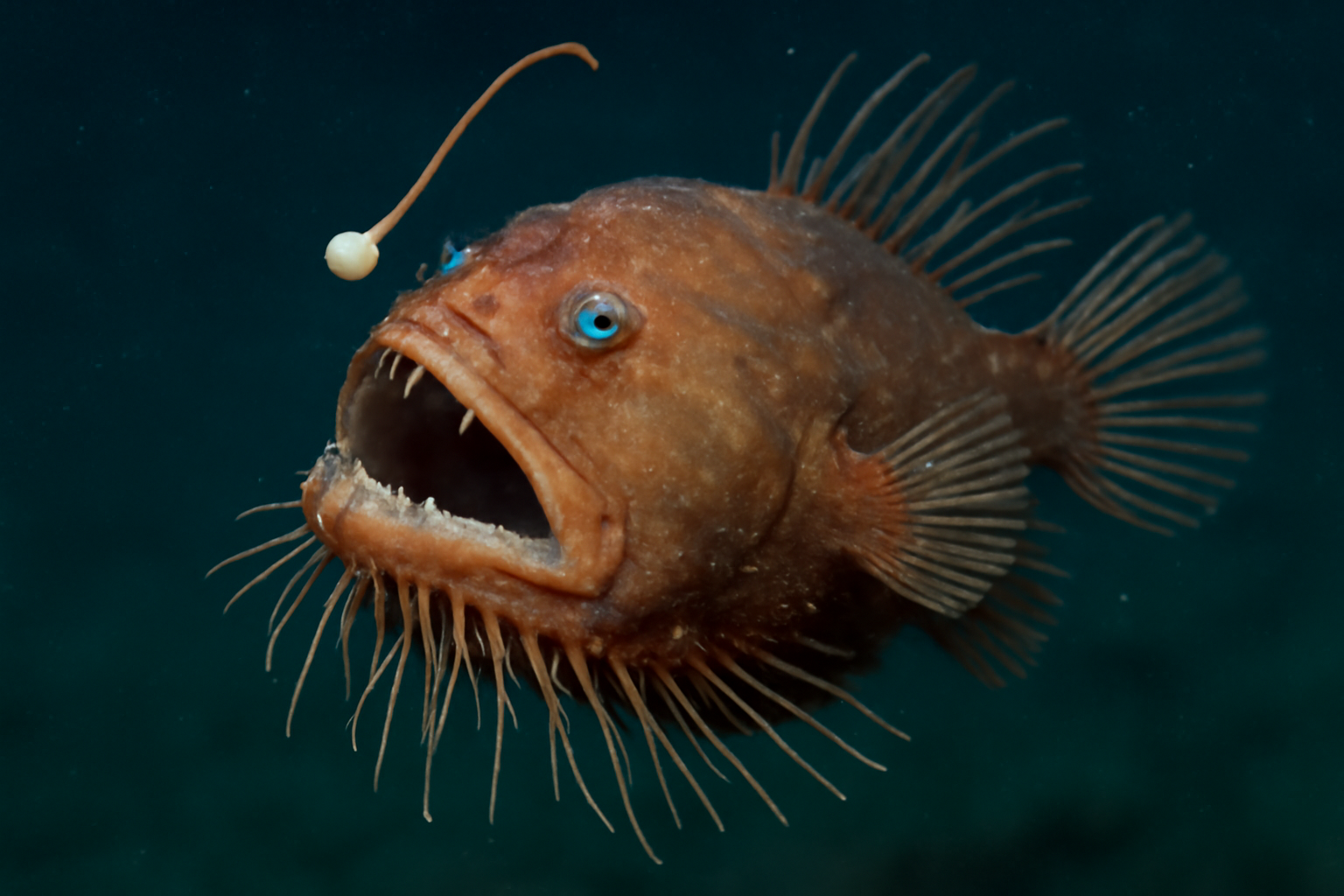 Bearded Seadevil